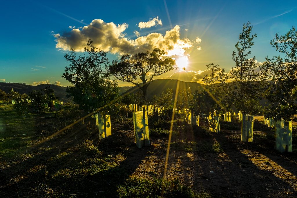 Tree plantings with sun in the background