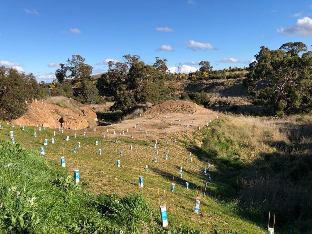 Revegetation along Whitehorse Creek